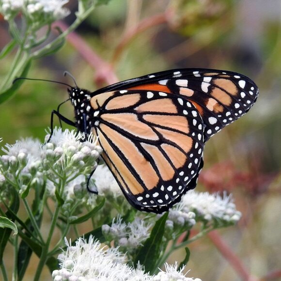 Monarch Butterfly on a‎ Flower Photography Oil Painting Art Print - Picture 2 of 7